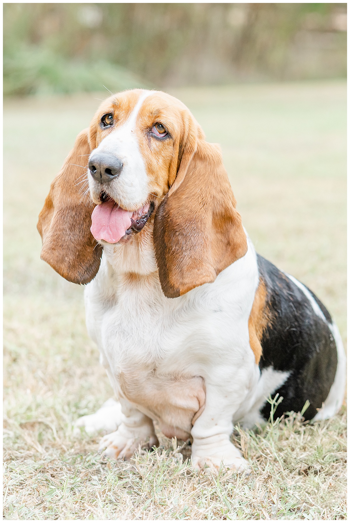 a close-up portrait of a mixed Beagle dog in the grass at an Austin park