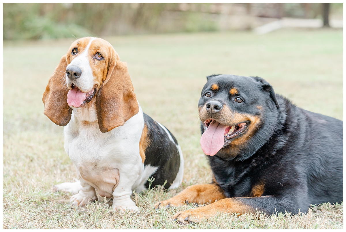 A little dog and a big dog sit in the grass at Katherine Fleischer Park during a family session with an Austin photographer.